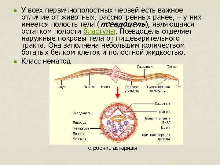 n n У всех первичнополостных червей есть важное отличие от животных, рассмотренных ранее, –