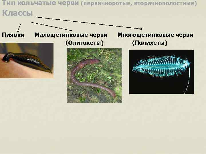 Тип кольчатые черви (первичноротые, вторичнополостные) Классы Пиявки Малощетинковые черви Многощетинковые черви (Олигохеты) (Полихеты) 