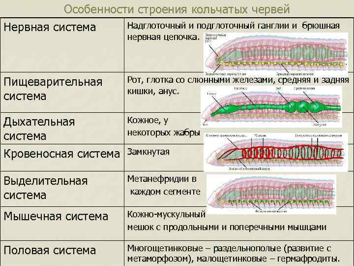 Особенности строения кольчатых червей Надглоточный и подглоточный ганглии и брюшная Нервная система нервная цепочка.
