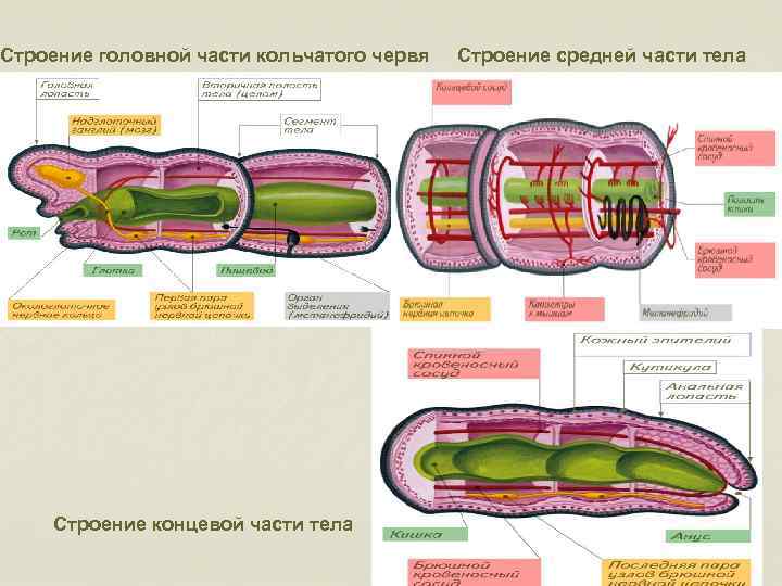 Кольчатые черви внутреннее строение. Внешнее строение кольчатых червей схема. Строение головной части кольчатого червя. Пищеварительная система кольчатых червей таблица. Внутреннее строение кольчатых червей 7 класс.