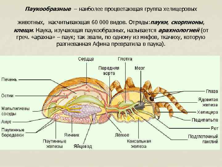Паукообразные – наиболее процветающая группа хелицеровых животных, насчитывающая 60 000 видов. Отряды: пауки, скорпионы,