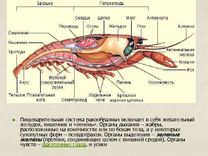 n Пищеварительная система ракообразных включает в себя жевательный желудок, кишечник и «печень» . Органы