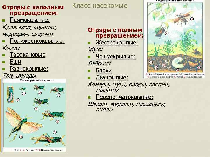 Что понимают под термином неполное превращение. Насекомые с полным и неполным превращением таблица.