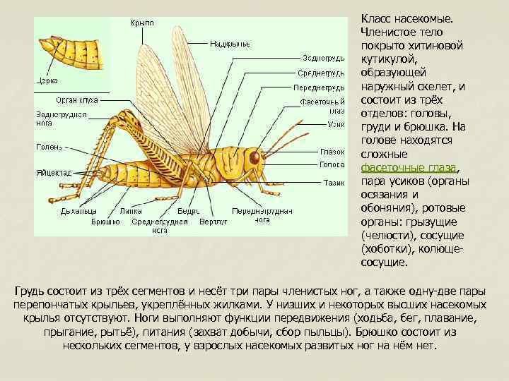 Класс насекомые. Членистое тело покрыто хитиновой кутикулой, образующей наружный скелет, и состоит из трёх