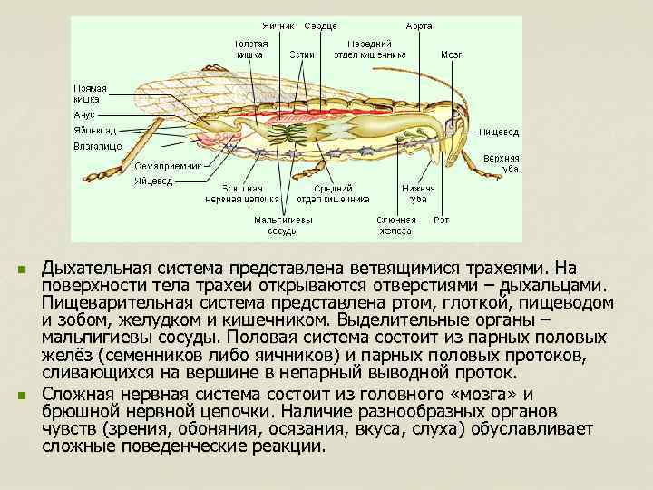 n n Дыхательная система представлена ветвящимися трахеями. На поверхности тела трахеи открываются отверстиями –