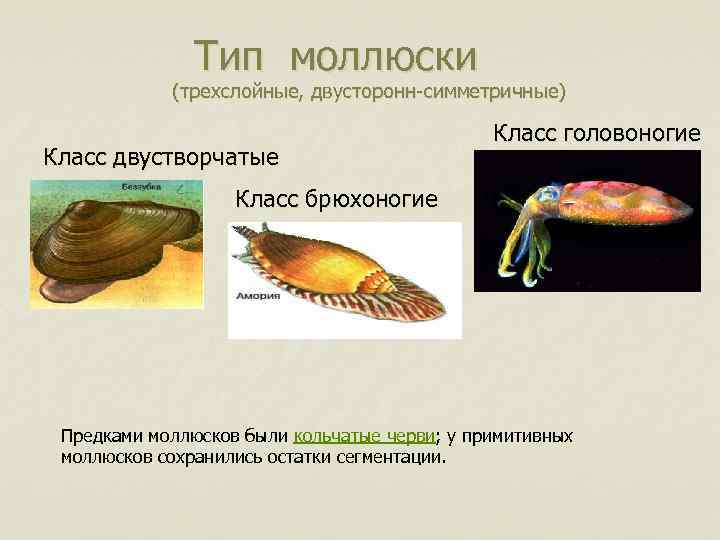 Тип моллюски (трехслойные, двусторонн-симметричные) Класс двустворчатые Класс головоногие Класс брюхоногие Предками моллюсков были кольчатые