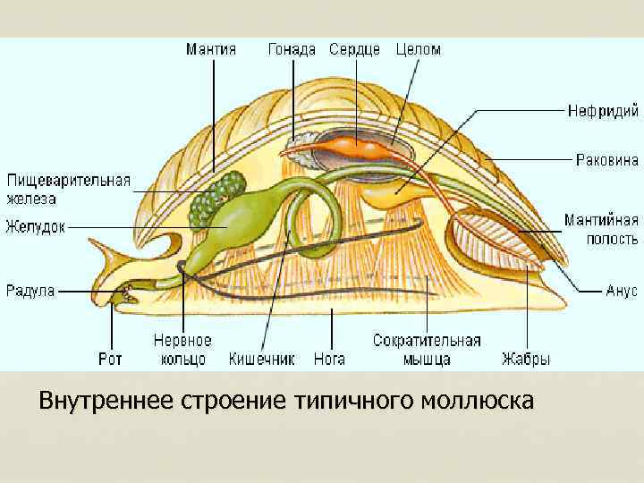 Внутреннее строение типичного моллюска 