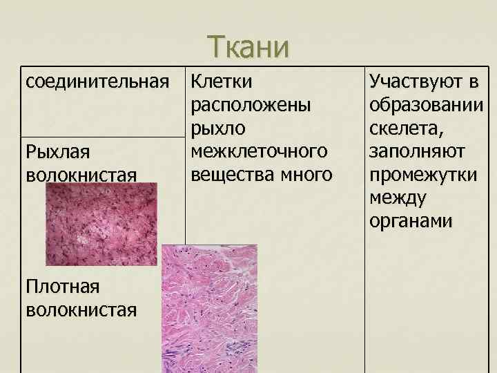 Какая ткань заполняет промежутки между органами