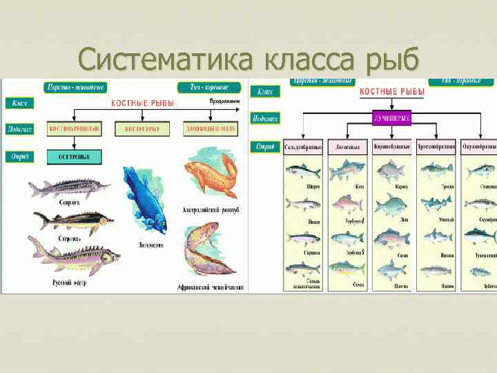 Систематика класса рыб 