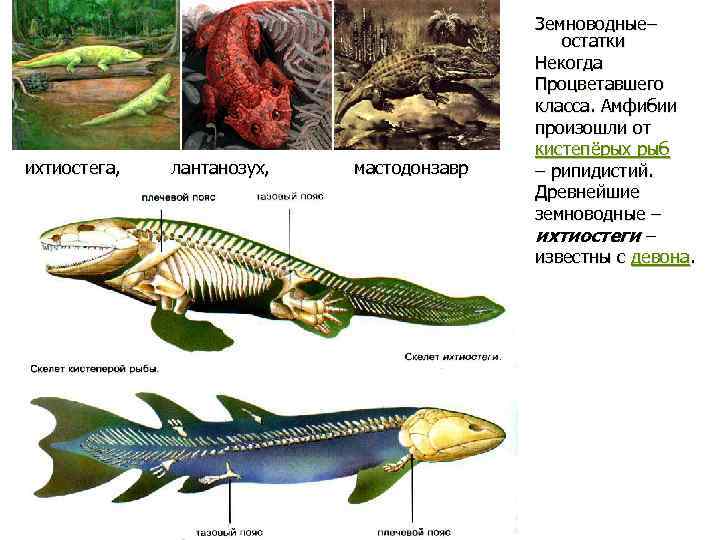  ихтиостега, лантанозух, мастодонзавр Земноводные– остатки Некогда Процветавшего класса. Амфибии произошли от кистепёрых рыб
