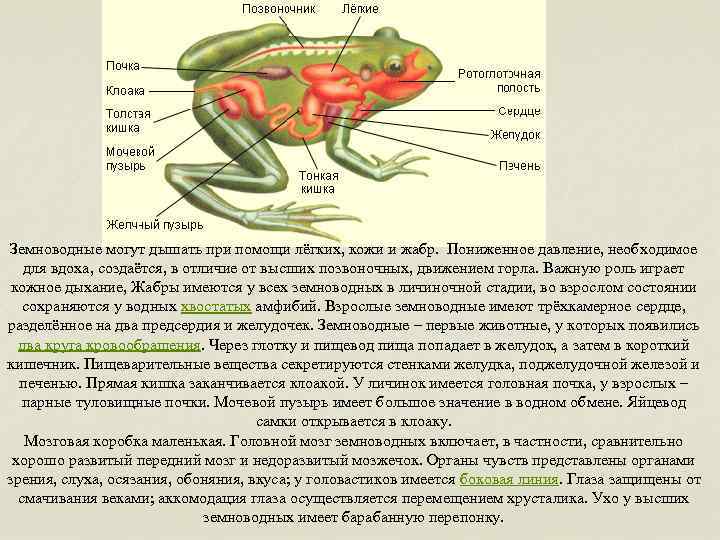 Сходства в размножении земноводных и рыб