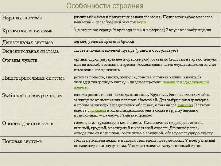 Особенности строения Нервная система развит мозжечок и полушария головного мозга. Появляется серое мозговое вещество