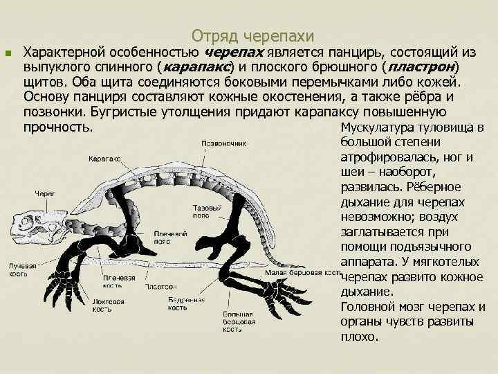 Особенности черепах. Отряд черепахи характерные особенности. Характерные признаки отряда черепахи. Особенности строения отряда черепах. Отряд черепахи строение конечностей.