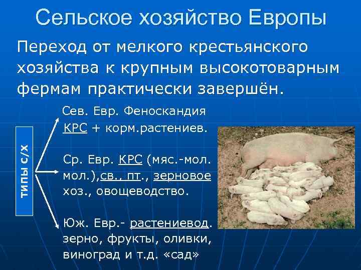 Сельское хозяйство Европы Переход от мелкого крестьянского хозяйства к крупным высокотоварным фермам практически завершён.