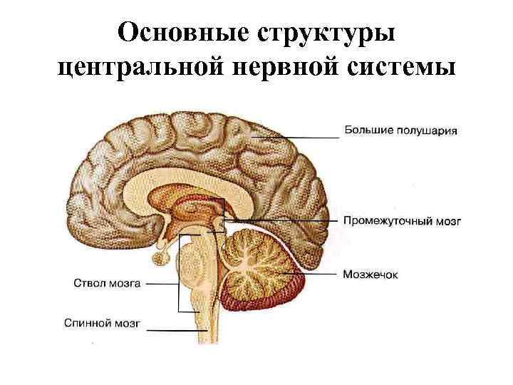 Основные структуры центральной нервной системы 