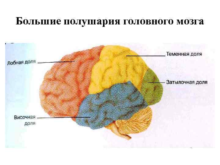 Большие полушария головного мозга. Функции больших полушарий. Центральный периферический полушарий головного.
