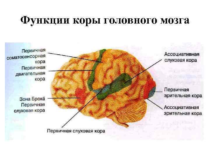 Признаки характеризующие кору головного мозга