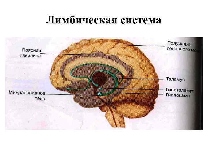 Лимбическая система 