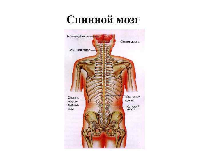 Спинной мозг 