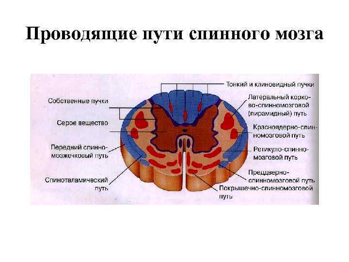 Проводящие пути спинного мозга 