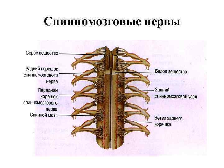 Строение спинного нерва. Спинной мозг анатомия спинномозговых нервов. Строение нервов спинного мозга. Спинномозговые корешки анатомия. Смешанный нерв в спинном мозге схема.