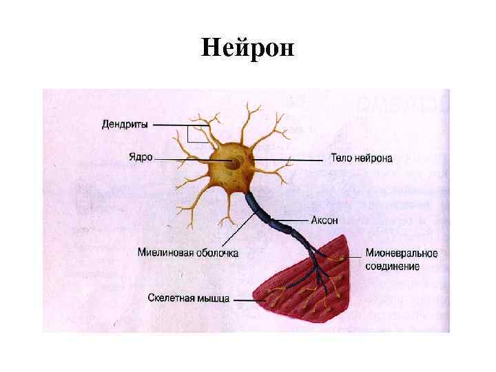 Unepic нейрон как победить