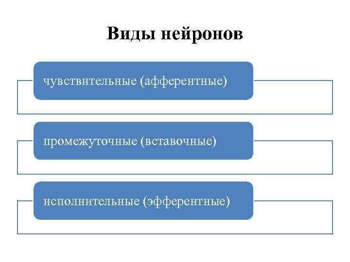 Виды нейронов чувствительные (афферентные) промежуточные (вставочные) исполнительные (эфферентные) 