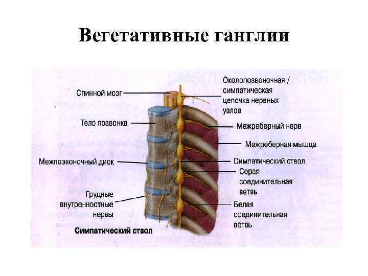 Вегетативные ганглии 