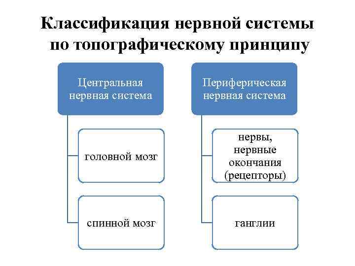 Классификация нервной системы