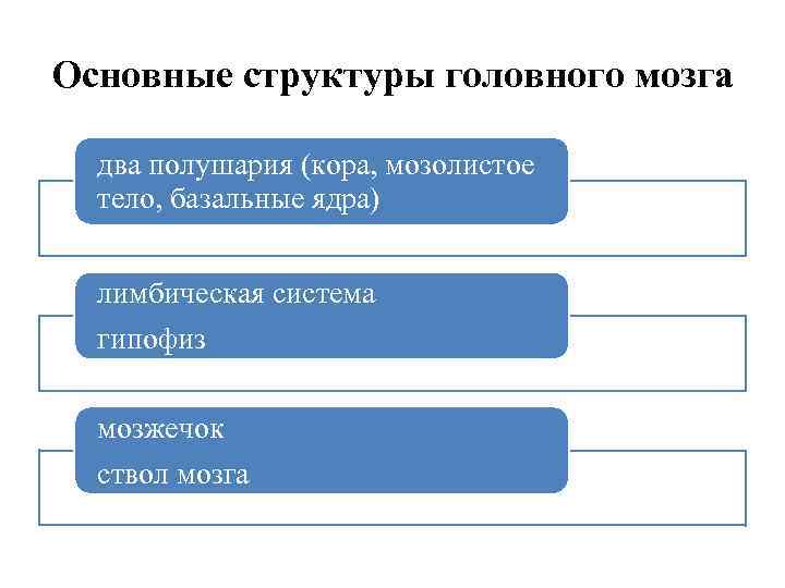 Основные структуры головного мозга два полушария (кора, мозолистое тело, базальные ядра) лимбическая система гипофиз