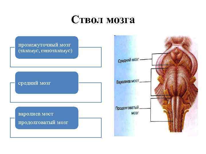 Ствол мозга промежуточный мозг (таламус, гипоталамус) средний мозг варолиев мост продолговатый мозг 