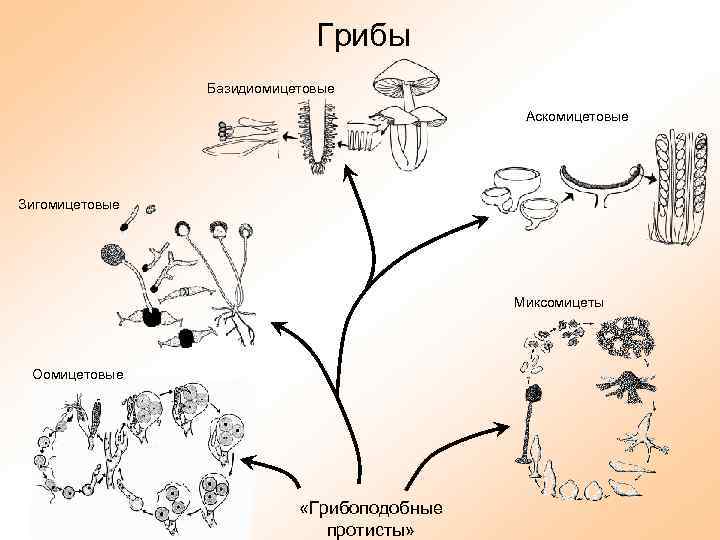 Грибы Базидиомицетовые Аскомицетовые Зигомицетовые Миксомицеты Оомицетовые «Грибоподобные протисты» 