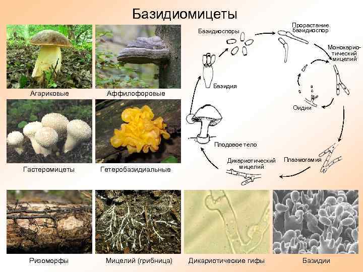 Базидиомицеты Базидиоспоры Прорастание базидиоспор Монокариотический мицелий Агариковые Аффилофоровые Базидия Оидии Плодовое тело Гастеромицеты Ризоморфы