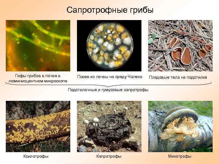 Рассмотрите фотографии с изображением представителей различных объектов природы бактерии грибы