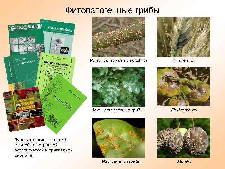 Фитопатогенные грибы Раневые паразиты (Nectria) Спорынья Мучнисторосяные грибы Phytophthora Фитопатология – одна из важнейших