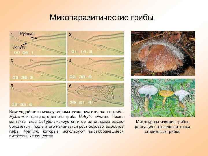 Микопаразитические грибы 1 Pythium 2 Botrytis 3 4 5 6 Взаимодействие между гифами микопаразитического