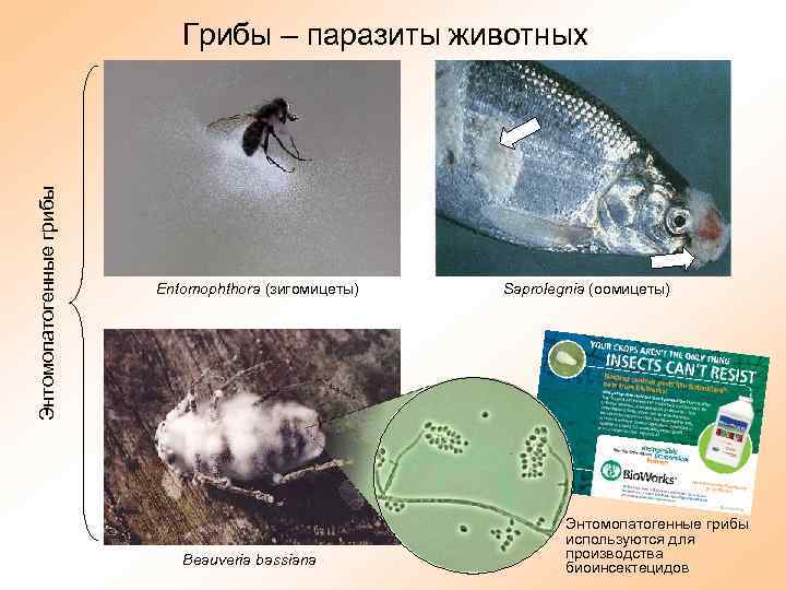 Энтомопатогенные грибы Грибы – паразиты животных Entomophthora (зигомицеты) Beauveria bassiana Saprolegnia (оомицеты) Энтомопатогенные грибы