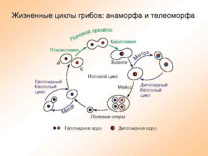 Жизненный цикл грибов схема