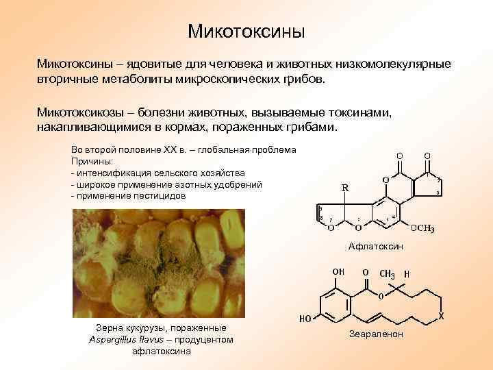 Микотоксины – ядовитые для человека и животных низкомолекулярные вторичные метаболиты микроскопических грибов. Микотоксикозы –