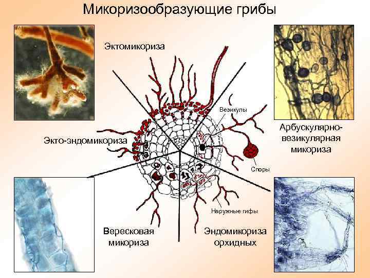 Микориза функция гриба