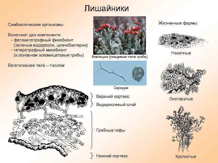 Организмы образующие лишайник