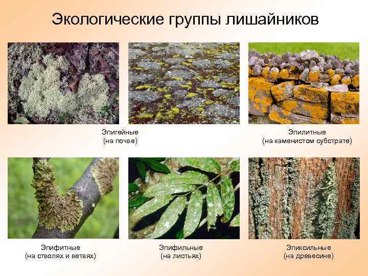 Экологические группы лишайников Эпигейные (на почве) Эпифитные (на стволях и ветвях) Эпилитные (на каменистом