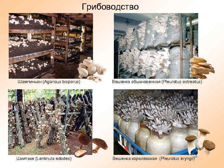 Грибоводство Шампиньон (Agaricus bisporus) Шиитаке (Lentinula edodes) Вешенка обыкновенная (Pleurotus ostreatus) Вешенка королевская (Pleurotus
