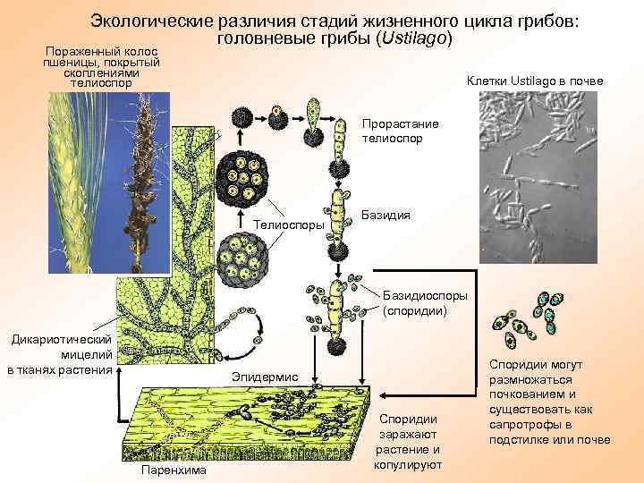 Схема процесса возникновения грибов на земле