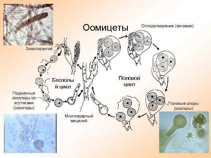 Бесполый жизненный цикл