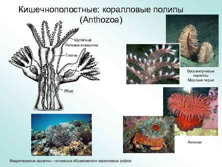 Колония кишечнополостных. Кораллы полипы Кишечнополостные. Коралловые полипы (Anthozoa). Восьмилучевые коралловые полипы. Строение коралла.