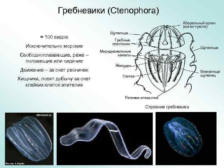 Гребневики (Ctenophora) Аборальный орган (орган чувств) ≈ 100 видов Исключительно морские Свободноплавающие, реже –