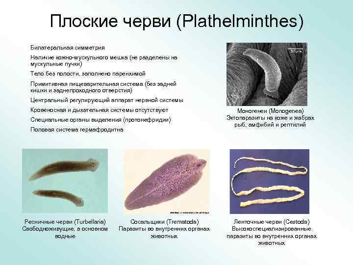 Плоские черви (Plathelminthes) Билатеральная симметрия Наличие кожно-мускульного мешка (не разделены на мускульные пучки) Тело