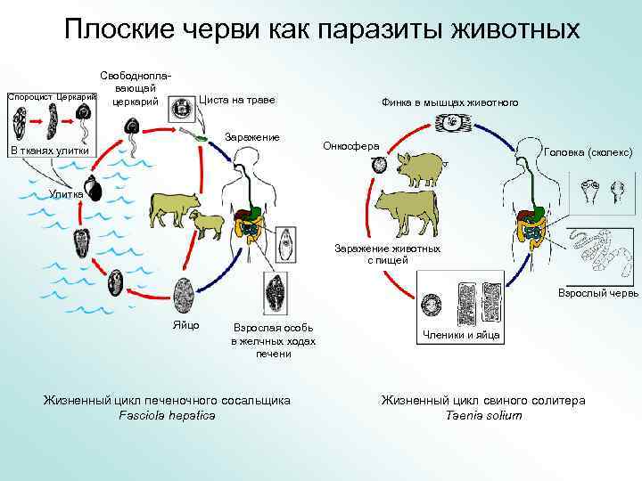 Плоские черви как паразиты животных Свободноплавающай Спороцист Церкарий церкарий Циста на траве Заражение В