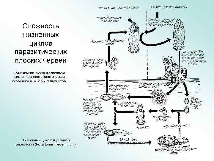 Сложность жизненных циклов паразитических плоских червей Поливариантность жизненного цикла – важная экологическая особенность многих